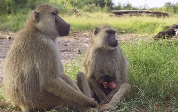 Adult female baboon with a one-day-old infant, sitting with an adult male baboon.